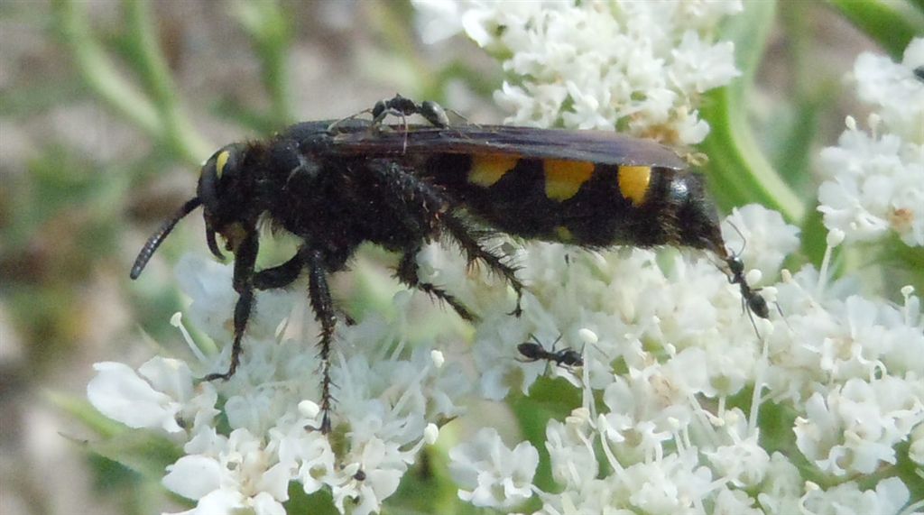 Colpa sexmaculata attaccata da formiche Tapinoma sp.